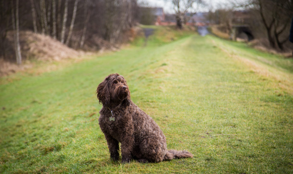 Horbury Lagoon, an ideal place to photograph a dog chilling out or running in the wide open space.